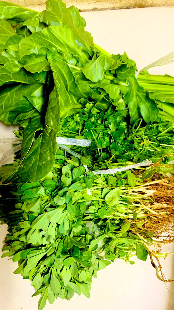 awafaazmi's tweet photo. Fresh Palak Methi Dhaniya
#NaturalFresh
#Gulf_Fresh https://t.co/2rZ9m30b1L