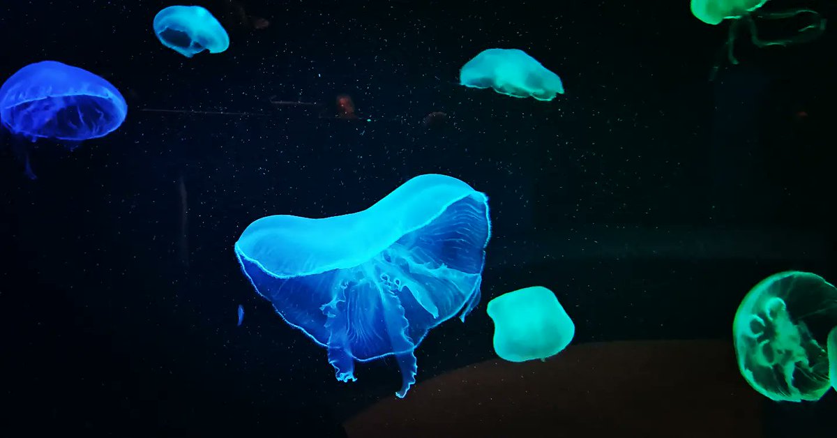 Diving into #FluorescenceFriday at Georgia Aquarium @GeorgiaAquarium ! Caught a mesmerizing glimpse of fluorescent #jellyfish glowing like underwater stars. 🌟 #GeorgiaAquarium #JellyfishMagic #UnderwaterGlow #fulbrightadventures