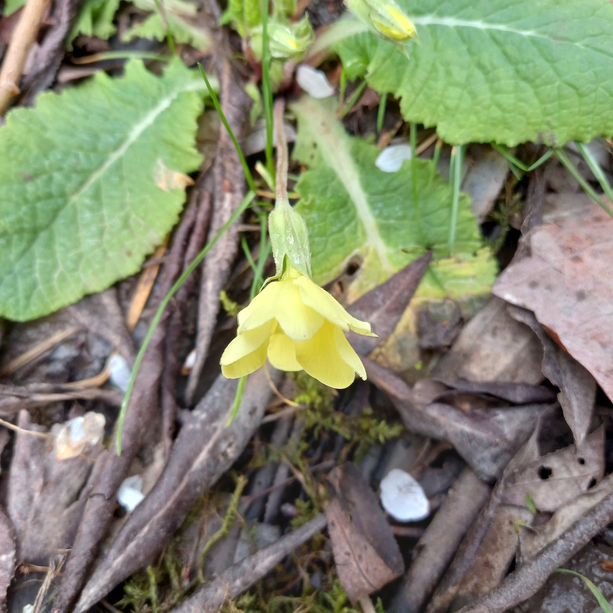 hcalow1's tweet photo. Always love to see the first  #violets and #primroses in the garden..... #spring https://t.co/I5Rv49gPRy