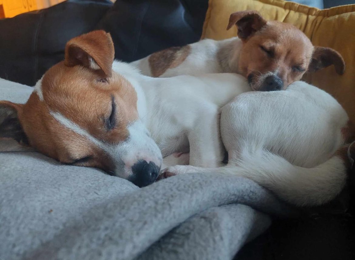 Jack and Phoebe were straying in Oranmore for wks

Wary of humans,they evaded Carrie,the MADRA volunteers and the entire #Oranmore community who so kindly assisted in numerous attempts to rescue them

Here they are,snuggled up in fab foster together 

Thanks to all who helped 💕