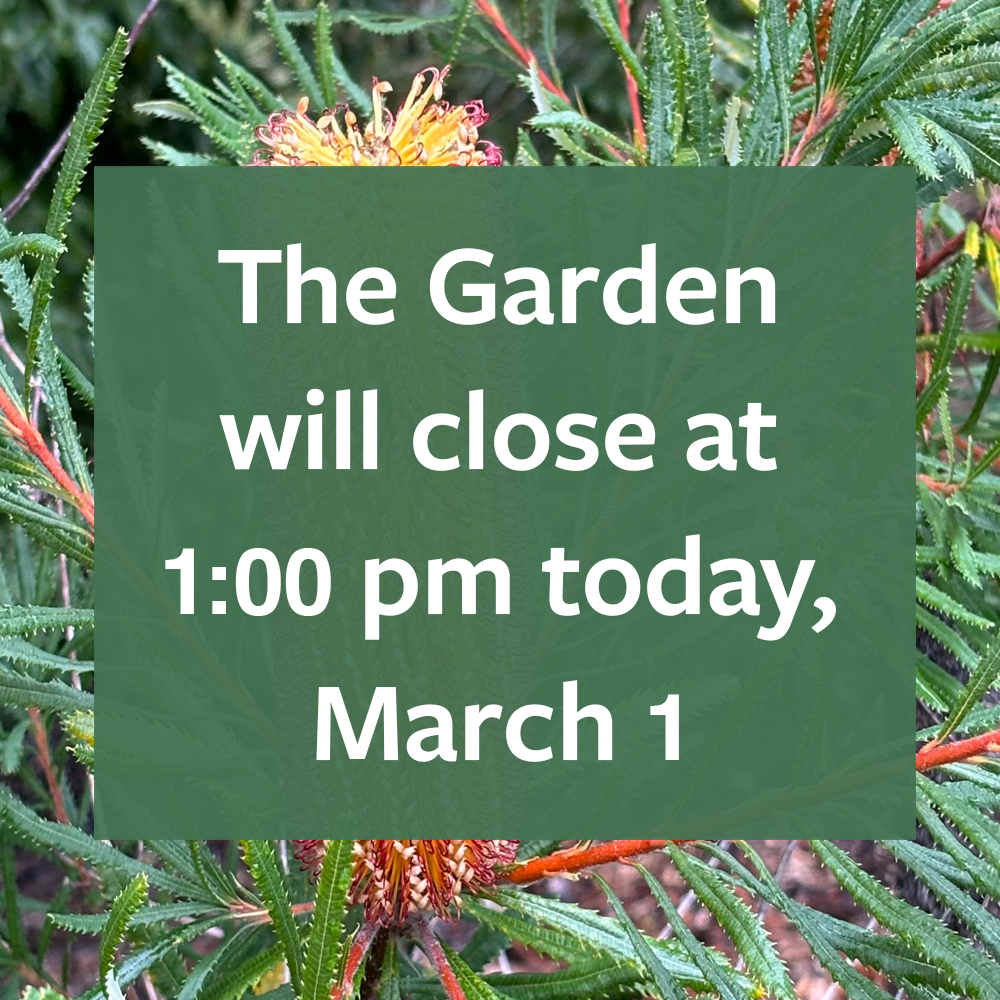 The Garden will close at 1:00 pm today, March 1, due to the high wind advisory. Please check the website for current information: botanicalgarden.berkeley.edu #ucbg #garden #botanicalgarden