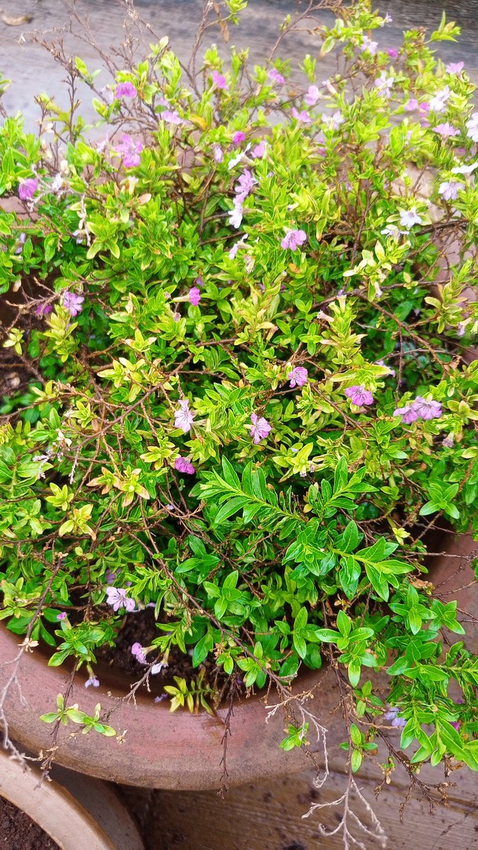 Anjali33315's tweet image. #pune #firstrain #2024 #cool