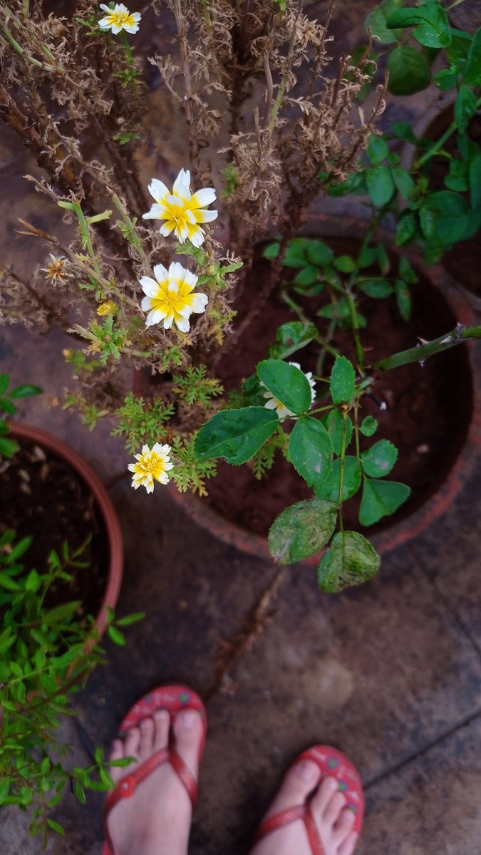 Anjali33315's tweet image. #pune #firstrain #2024 #cool