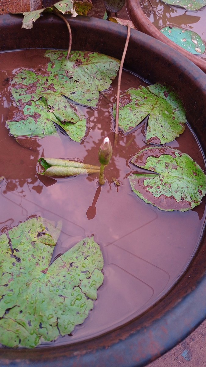 Anjali33315's tweet image. #pune #firstrain #2024 #cool