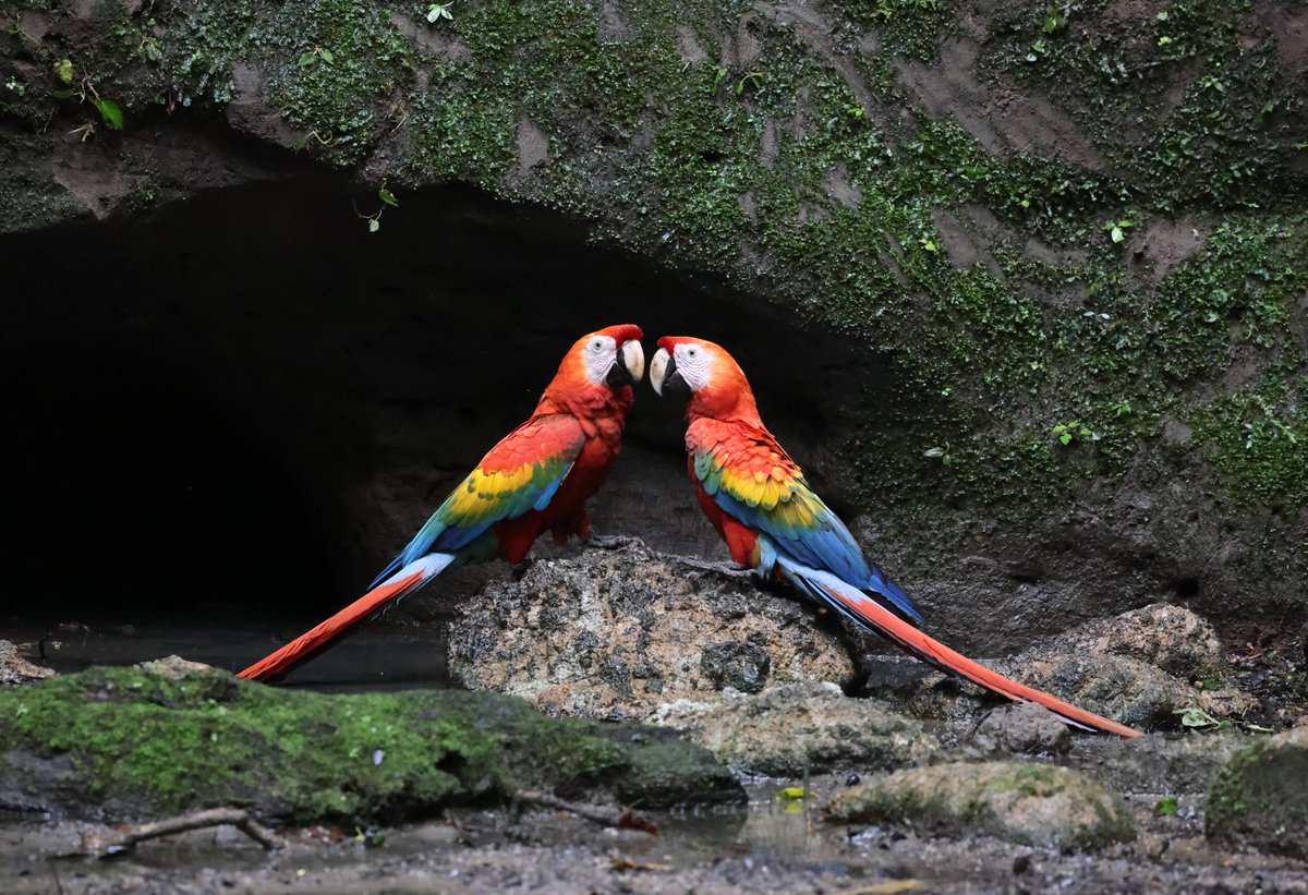 Connecting you with nature!  The blissful clay licks within the Yasuni National Par

DM for birding, nature photography tours!

📷 Sacarlet Macaws 
Thank you for keeping us in mind for your next adventures and holidays! 

#yasuninationalpark 
#birdphotography 
#NaturePhotography