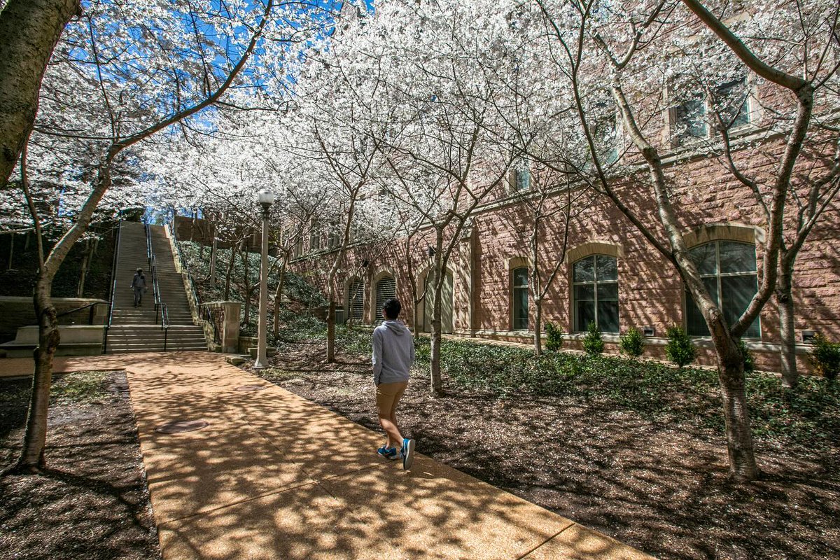 WashU's tweet image. 🌸 Marching into a new month with a spring in our step. 🌼