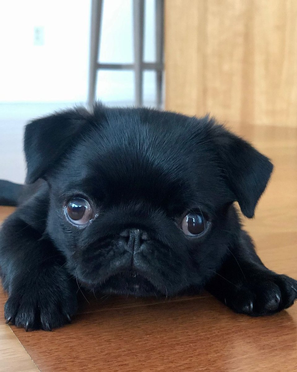 pug.lover.ig tweet media