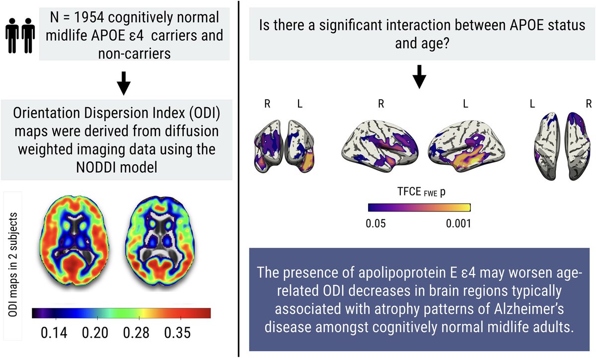 Mak et al. report a more significant age-related decline in cortical Orientation Dispersion Index among cognitively normal midlife carriers of apolipoprotein E ɛ4 compared with non-carriers. @ProfJTOBrien @OAP_ucam @psychiatry_ucam shorturl.at/chvDT
