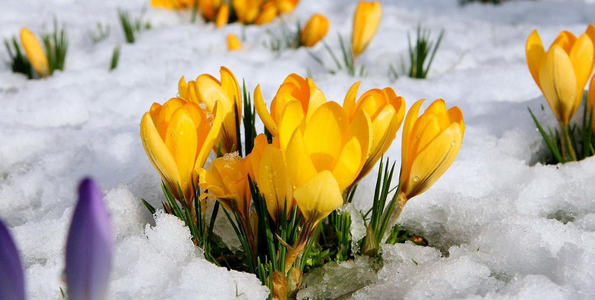 weatherchannel's tweet image. Not only is today the first day of March, it also marks the start of #MeteorologicalSpring! Warmer weather, blooming flowers, longer days, and outdoor activities…

What’s your favorite part of the season?🌷