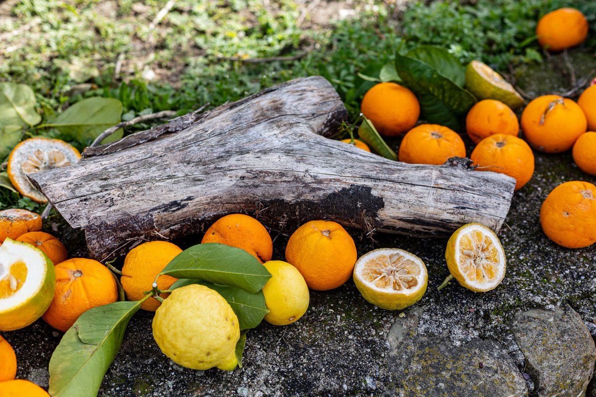 MelleBonPlan's tweet image. Séjour à #Menton pour découvrir la fameuse #feteducitron 🍋 @fete_du_citron qui se tient dans la ville jusqu&apos;au 3 mars !
#cotedazur #paca #cotedazurfrance
📷 @NicolasDiolez
