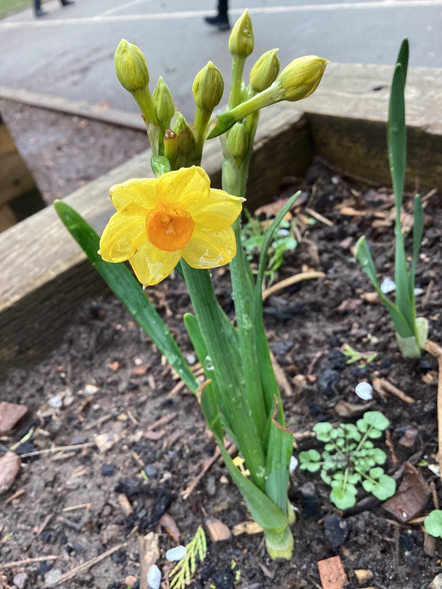 Belle Vue Primary & Nursery School tweet media