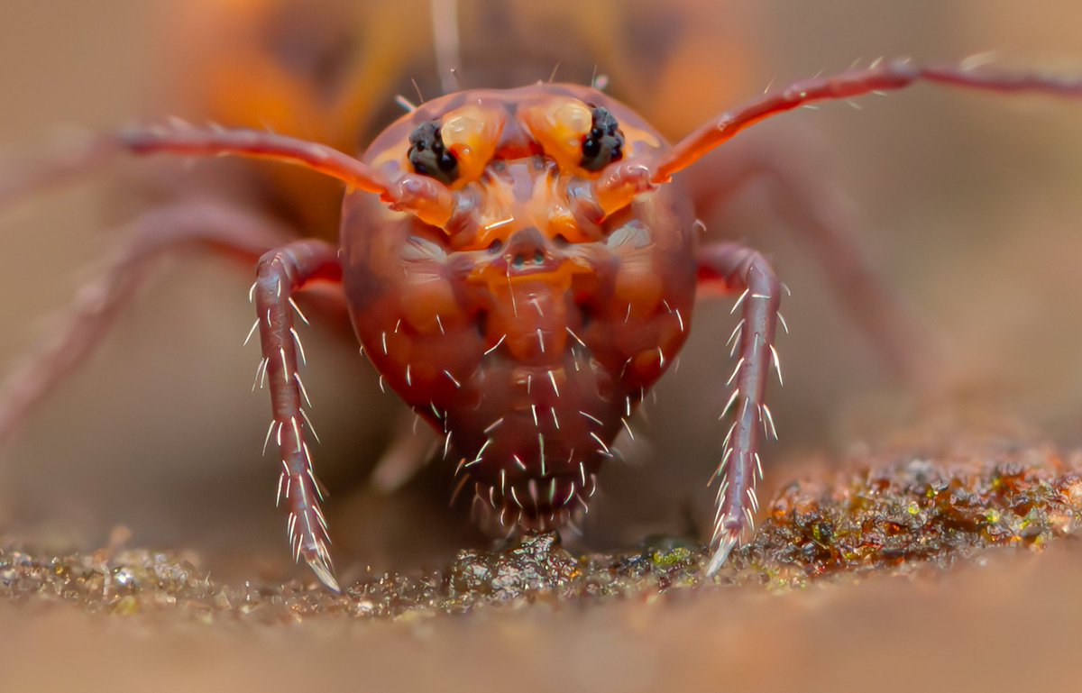 Dicyrtoma fusca tucking in to dinner. #collembola