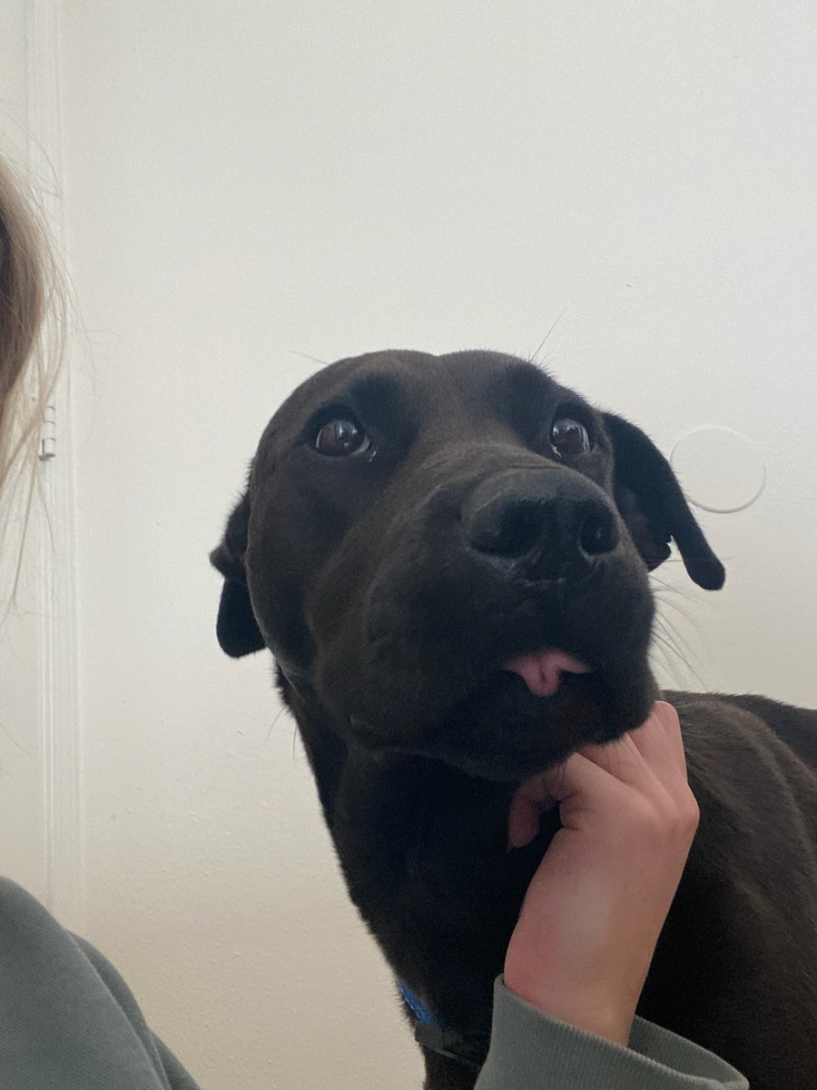 Estie had a week long break from the shelter thanks to one of our fosters! They said she did great and that she's potty trained, walks well on the leash, and did great with kids! If you would like to know more info about her week vacation, see her post on Facebook or Instagram.