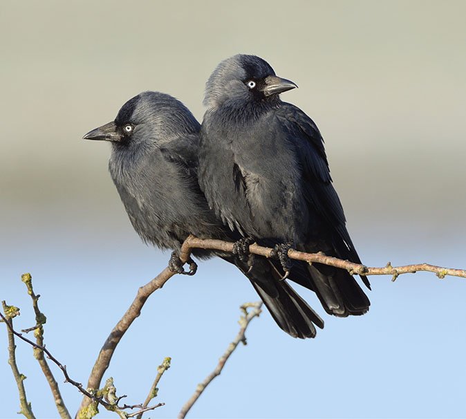 BardCumberland's tweet image. Today is the first day of #MeteorologicalSpring 🌱🌼

jackdaw’s laughing
a welcomed announcement:
spring is here!

bardofcumberland.com/poetry
#spring #haiku #poetry #cumbria