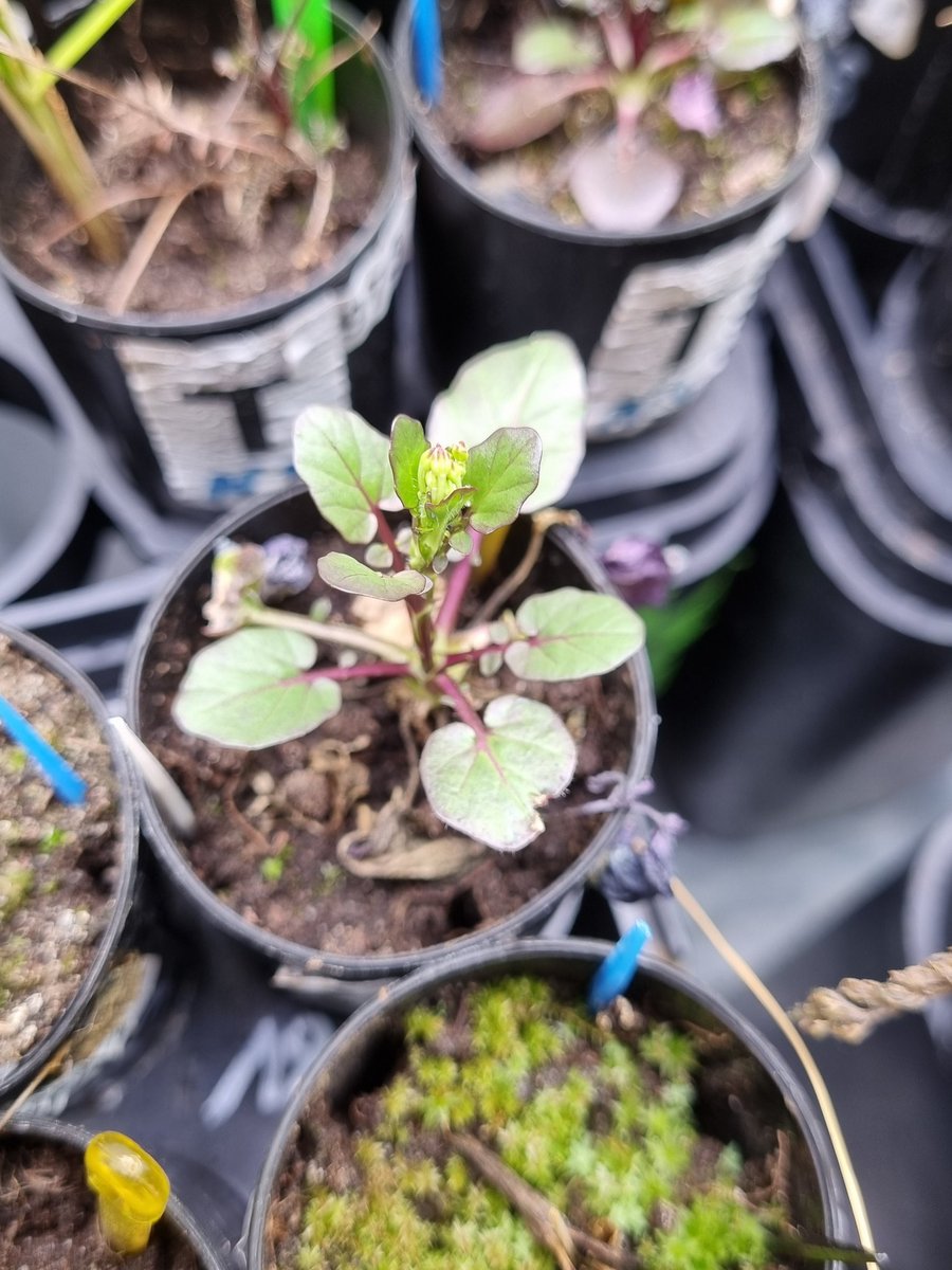 Progress workshop with the Arctic Greening team at ETH - lots of fantastic soil, microbio and plant data from Svalbard and experiments to discuss! Will alien plants soon establish more in undisturbed tundra...? 👽🌱