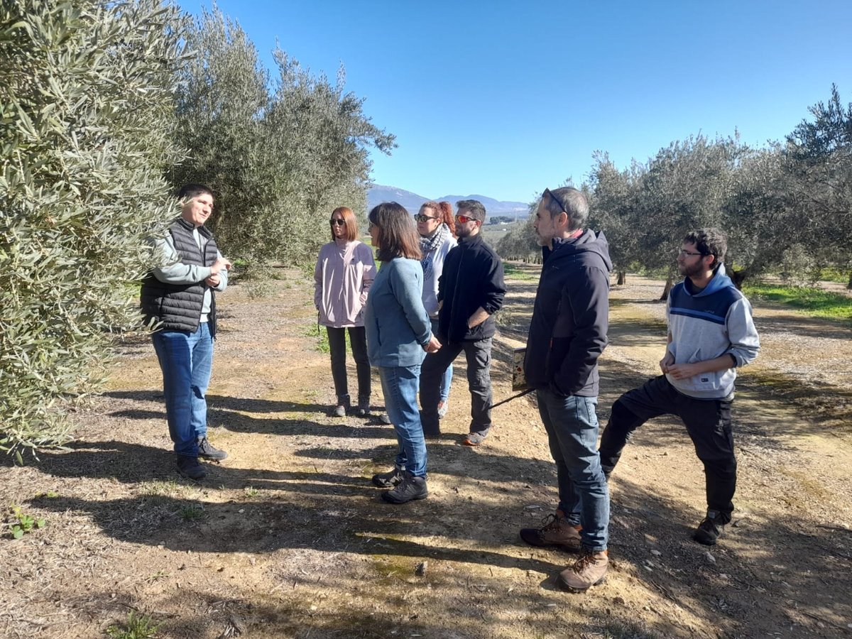 olivaresvivos's tweet photo. En la visita que hemos hecho al olivar de @omedoil, junto con Francisca Ruano y su grupo de investigación de @CanalUGR, ha relucido nuestro interés mutuo en la recuperación de los #ServiciosEcosistémicos y el valor de la #CubiertaHerbácea para albergar controladores de plagas🌿🐜 https://t.co/CyAcdCMtD3