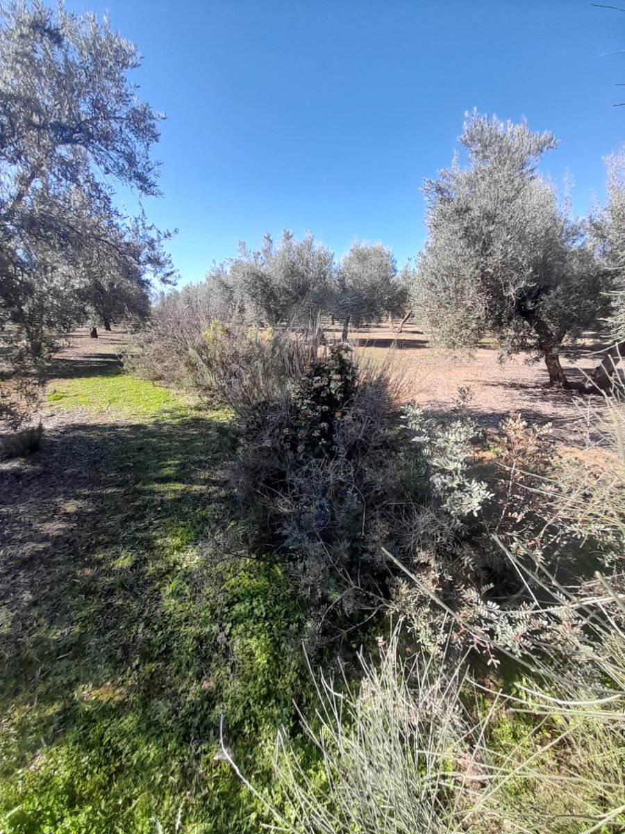 olivaresvivos's tweet photo. En la visita que hemos hecho al olivar de @omedoil, junto con Francisca Ruano y su grupo de investigación de @CanalUGR, ha relucido nuestro interés mutuo en la recuperación de los #ServiciosEcosistémicos y el valor de la #CubiertaHerbácea para albergar controladores de plagas🌿🐜 https://t.co/CyAcdCMtD3