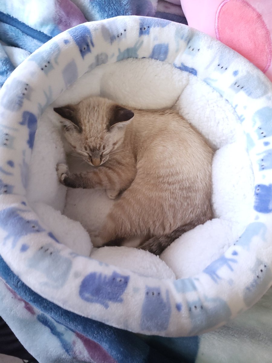 Wave_emoji_'s tweet photo. @Its_Tina_timeVO You deserve another cat pic, I wish you well with everything ❤️❤️❤️ https://t.co/oXkNyR8hVF