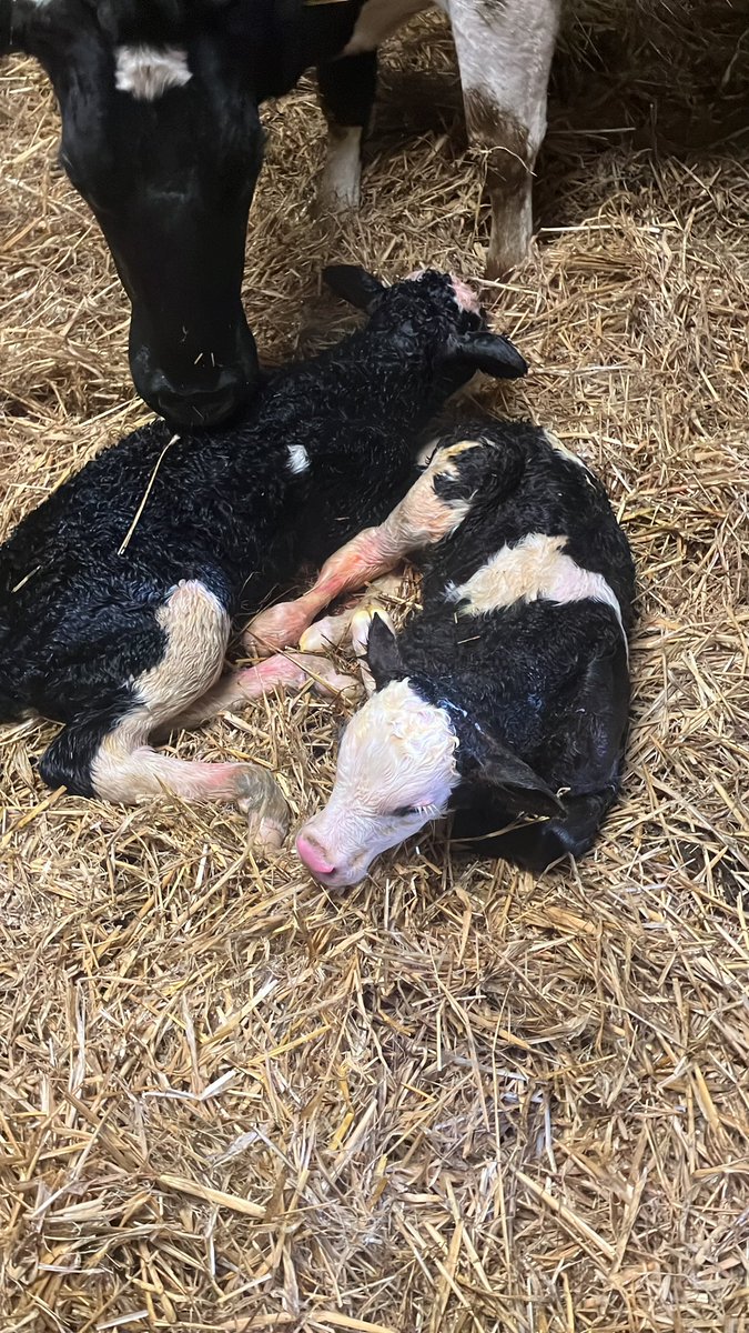 A set of Simmental twins to brighten up this horrible day