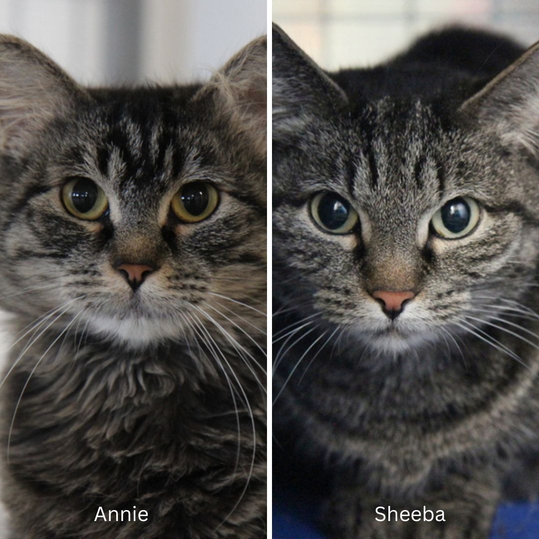 COOL CATS ALERT: Bonded Buddies Annie and Sheeba are both friendly kitties who like to hang out with their people and get plenty of pets! Interested in adopting? Come meet them at Whiskers & Manes! Learn more about Annie and Sheeba at ow.ly/bPtI50QJW7Y.