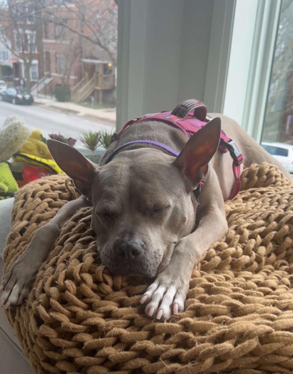 ally 𝖌𝖆𝖙𝖔𝖗 🐊🧑‍🍳🐕🏳️‍🌈 tweet media