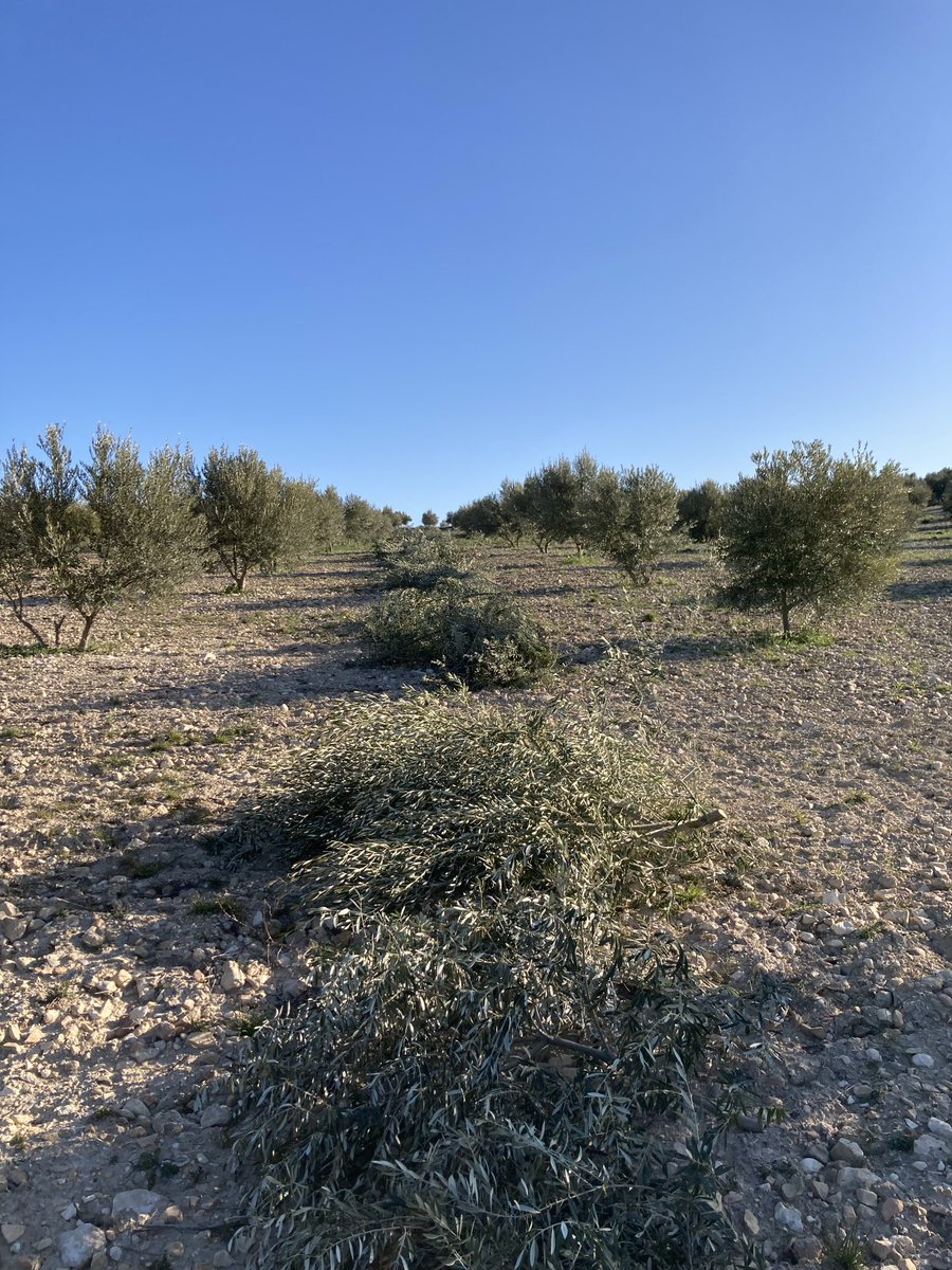 Todo preparado para picar las ramas de olivo en esta finca lo tenemos todo a favor lo mejor que no hay pendiente totalmente llano ⁦<a href="/mejoradeolivo/">mejoradeolivo</a>⁩ ⁦<a href="/CuadernoAgrario/">Cuaderno Agrario</a>⁩ ⁦<a href="/agro_periodista/">Agroperiodista</a>⁩