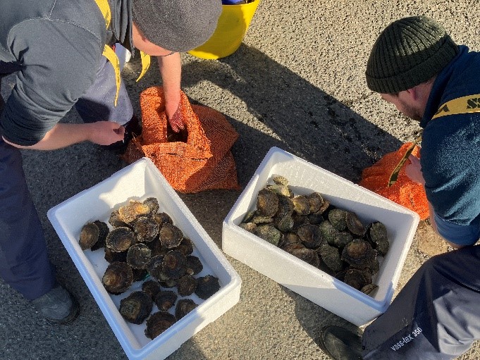 PembsCoast's tweet photo. An exciting new project is underway to restore the once-abundant population of native oysters within the Milford Haven Waterway and, in doing so, improve the condition of the Pembrokeshire Marine Special Area of Conservation (SAC).
Full details: https://t.co/TtCzidPL2g https://t.co/mPi2X2huRT