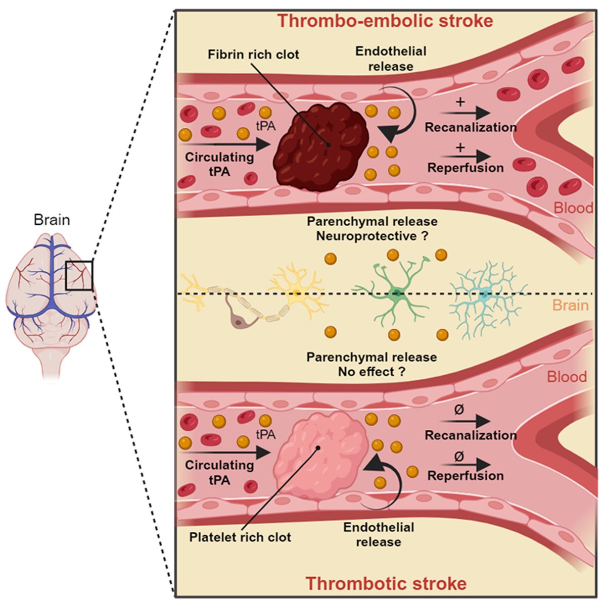 #STROKE March Cover Figure: Differential effects of tissue-type plasminogen activator (#tPA) originating from specific compartments during ischemic stroke thanks to #parabiosis in mice. #AHAJournals ahajrnls.org/49dbp7a @damien_levard @BbCaen