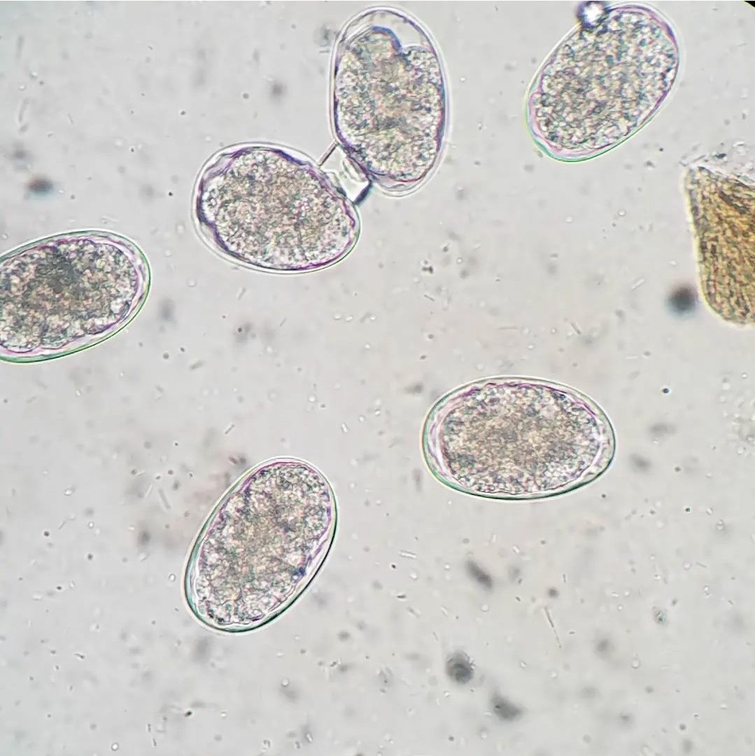 Ancylostoma caninum(Hookworm) ovum from a canine fecal. This nematode usually infects a host through ingestion, but can infect through penetration of the skin around hair follicles, sweat glands, and even footpads #vet #veterinária #vetmed #vettech #veterinary #veterinarymedicine