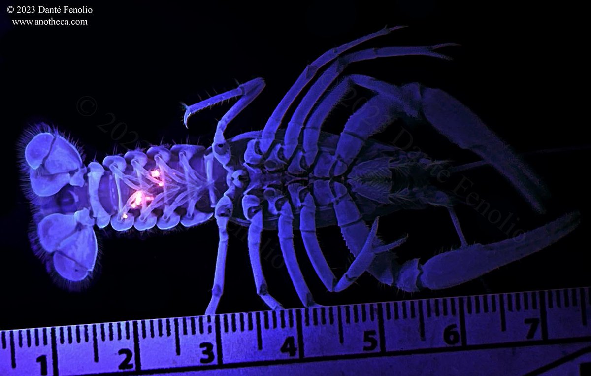 We  are performing a capture-mark-release-recapture study on an Ozark cave crayfish species.  We want to be able to look at movement, growth, and population size in this imperiled species. Giving crayfish UV reflective tattoos is crazy business (scale in cm/mm).