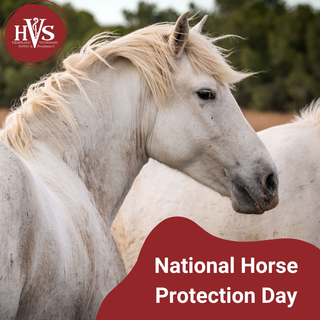 Gallop into compassion and celebrate National Horse Protection Day! Let's honor these majestic creatures and advocate for their well-being. 🐴❤️ 
#HeartlandVetSupply #HorseProtectionDay  #HorseLover #EquineAdvocacy #AnimalWelfare #HorseRescue #EquineHealth #AnimalProtection