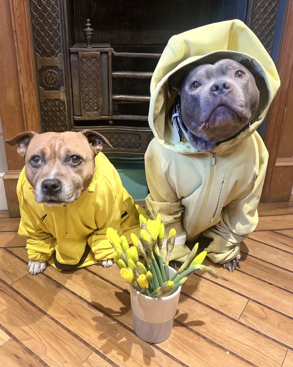 Happy St David’s Day from these two rays of sunshine (or daffodils) 🌼🌼
#StDavidsDay