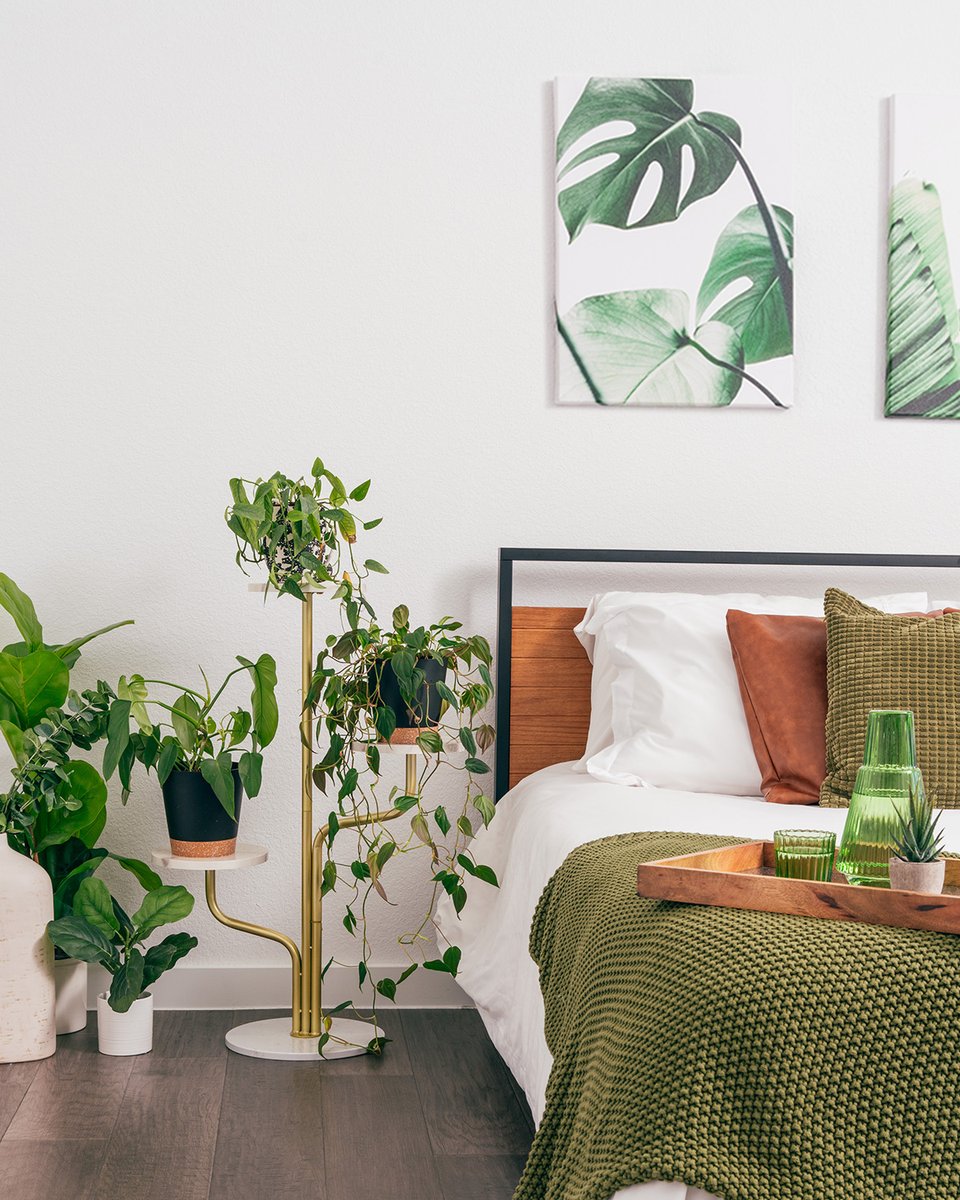How vibey is this bedroom with Sleepy’s Willow Mattress? Hit the link to learn more about the best plants for your sleep sanctuary: bit.ly/bestplantsinth…

#zen #plants #greenthumb #monstera #mattressfirm #bedroom