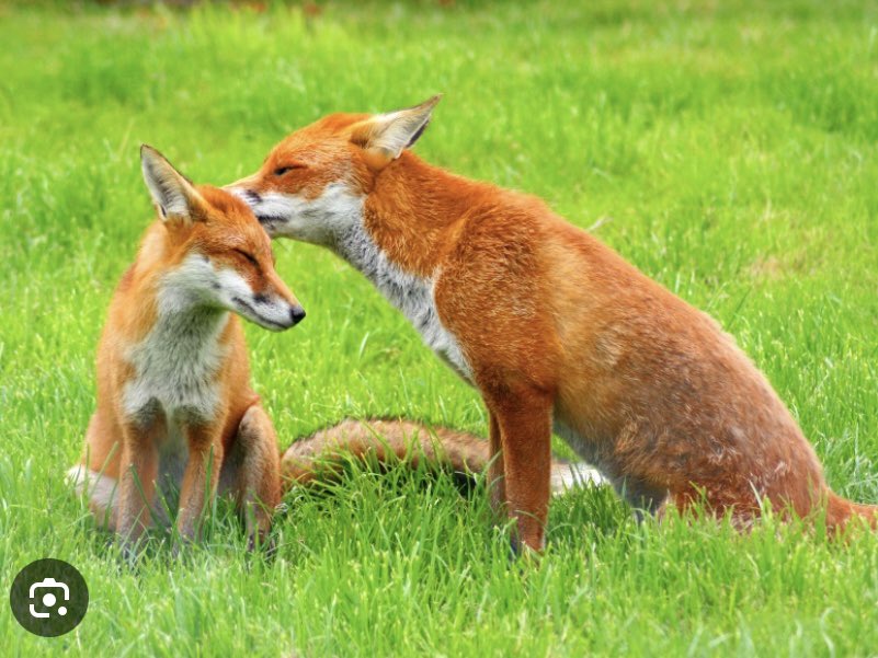 The fox or Sionnach is an intelligent animal. They are family animals & generations of foxes can live together. In Ireland north & south we hunt them.It is illegal in Scotland Wales & the Uk. Watch the video if you can stomach it. #banfoxhunting @noonan_malcolm
