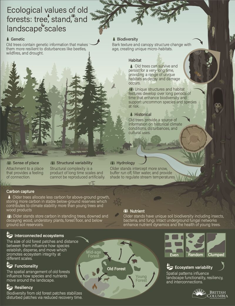 It's not only about planting new forests but also protecting old ones.