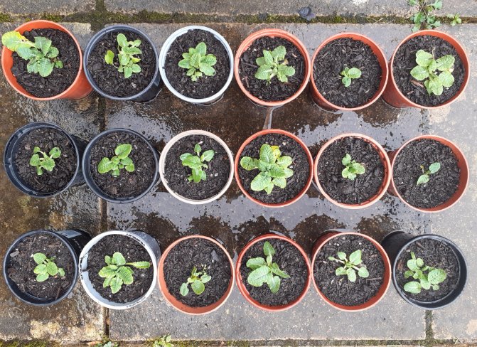 18 homegrown Cowslip plants potted on today. Hopefully most willflower later this Spring! #wildflowers
