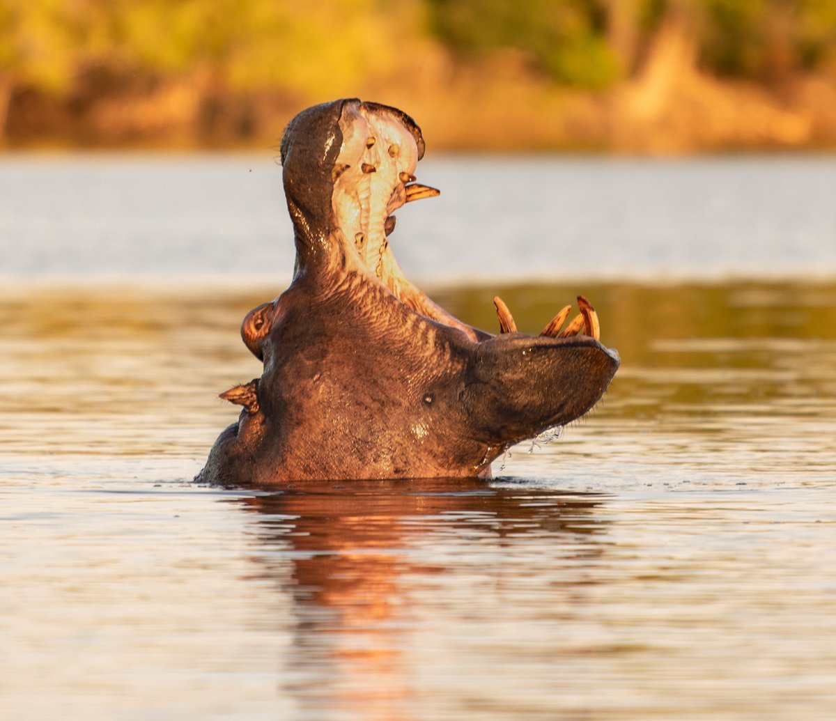 AfricanParks's tweet image. Kafue National Park, Zambia, recorded more than a 20% increase in tourist visits last year, with 16,700 people visiting the park. It’s the highest number of visitors ever recorded for Kafue. bit.ly/3wJ0GCO