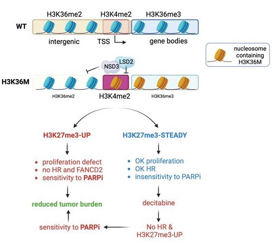 Caeiro, Nakata et al. show that increased H3K27me3 promotes genome instability and susceptibility to PARP inhibitors in H3K36me-deficient head and neck squamous cell carcinoma, highlighting a new therapeutic strategy. @lluismorey Read more here: ➡️tinyurl.com/gd351408