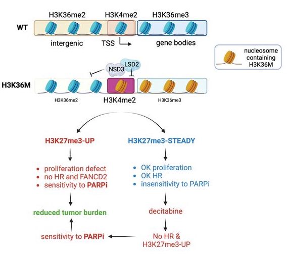 Genes & Development (@genesdev) on Twitter photo Caeiro, Nakata et al. show that increased H3K27me3 promotes genome instability and susceptibility to PARP inhibitors in H3K36me-deficient head and neck squamous cell carcinoma, highlighting a new therapeutic strategy. <a href="/lluismorey/">Lluis Morey</a>
Read more here:
➡️tinyurl.com/gd351408 Caeiro, Nakata et al. show that increased H3K27me3 promotes genome instability and susceptibility to PARP inhibitors in H3K36me-deficient head and neck squamous cell carcinoma, highlighting a new therapeutic strategy. <a href="/lluismorey/">Lluis Morey</a>
Read more here:
➡️tinyurl.com/gd351408