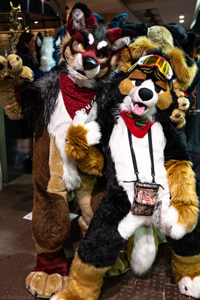 Posin' with @RougeWuff for #FursuitFriday :3 📸 @AutomataDog