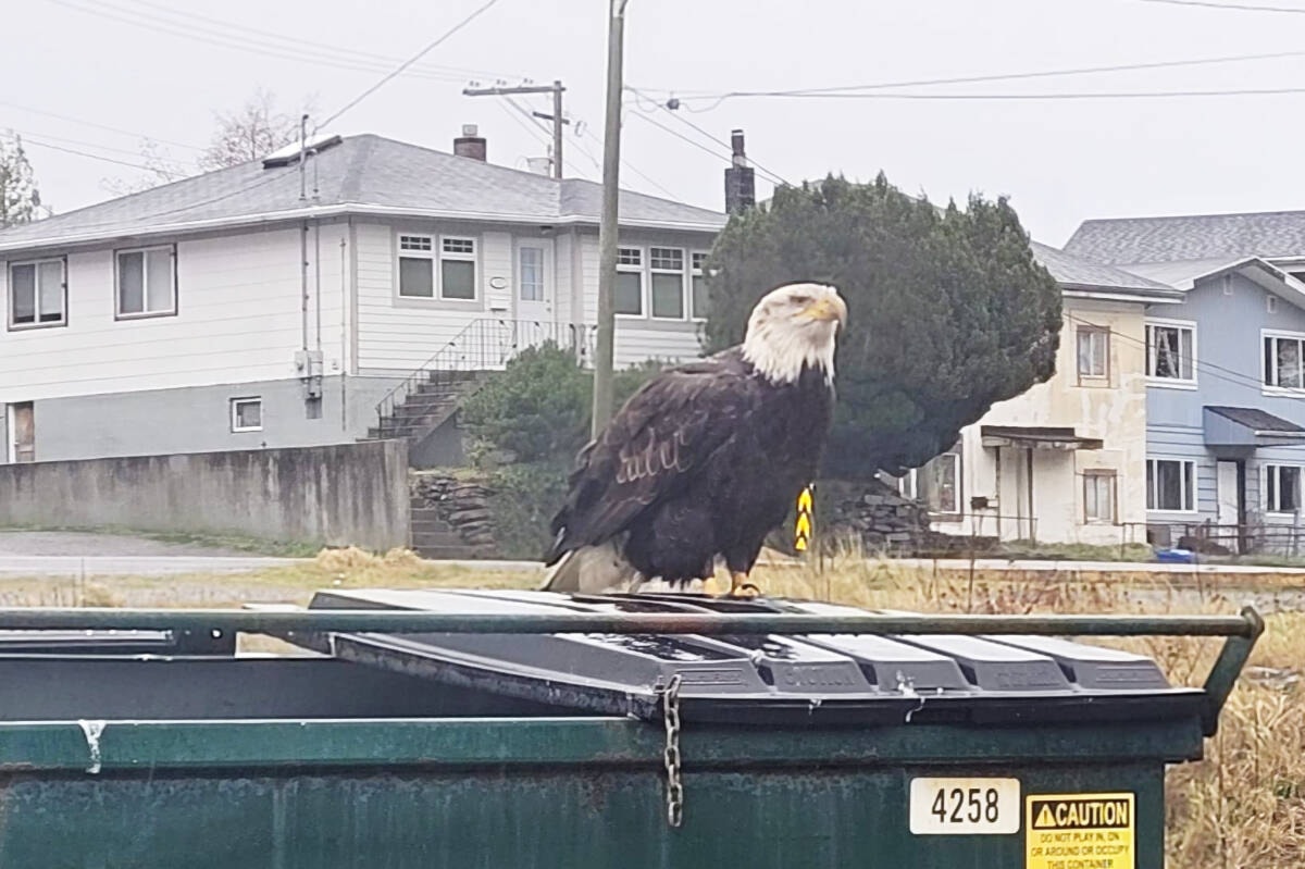 Toxic waste kills 19 eagles at Prince Rupert dump dlvr.it/T3Tcn9