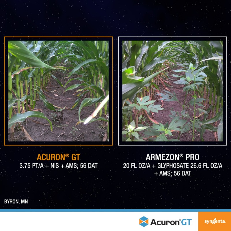 SyngentaUS's tweet photo. Acuron GT corn herbicide delivers enhanced control of yield-robbing weeds and longer-lasting residual. See how Acuron GT performs near you.