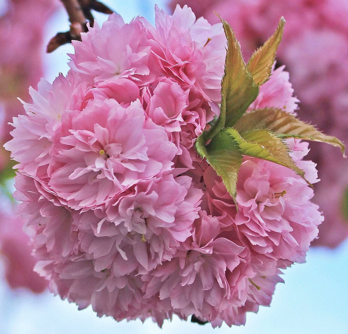 #cherryblossom   

betterdrunkthanwasted.blogspot.com/2020/03/nation…

#FantasticFlowers 

#CherryFlowers 

#CherryBlossomFestival