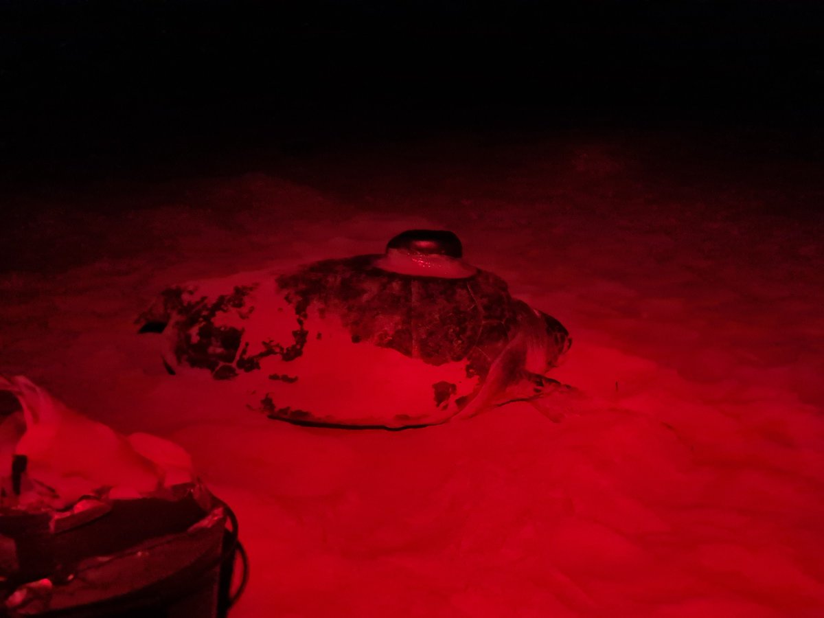 #FieldworkFriday time! Here is a freshly tagged loggerhead #SeaTurtle returning to the sea at Boa Esperança beach of Boa Vista Island, Cabo Verde 🇨🇻🏖️