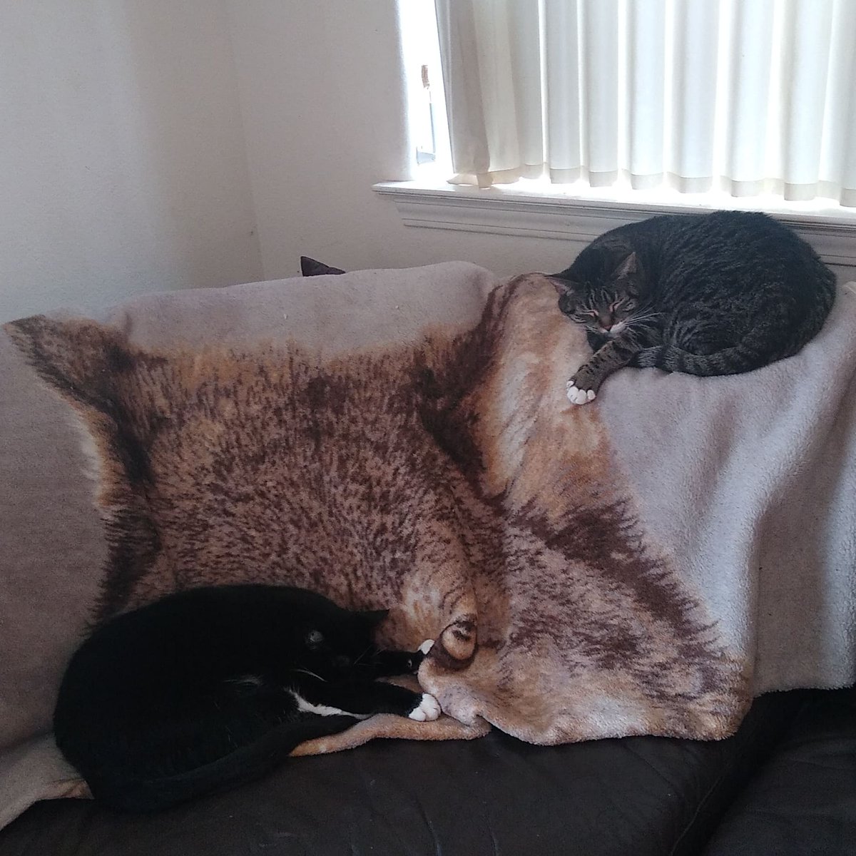 nikiconrad1982's tweet photo. @sethanikeem My snuggle bug kitties Lucy (tabby)&amp; her sister Ollie (tux). They make everything so much more tolerable. Animals are a blessing. https://t.co/jcgyraPpTk