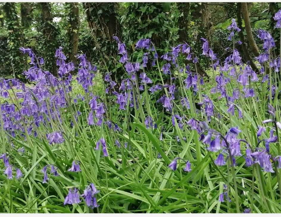 PenrhosSave's tweet photo. We need £495 to hit the crowd funder target to pay court fees ( which got doubled on the request of the isle of Anglesey county council  as we are a grassroots campaign and the judge  agreed )  so if you can help in anyway we would be grateful  📸taken by Sharon Jones https://t.co/5VNvGgvG2a