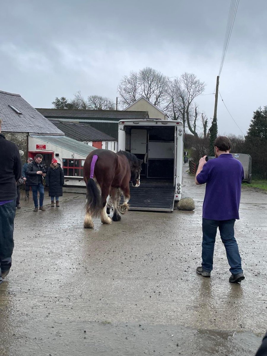 New Adventure for Merlin and Jonsey! It was with mixed emotions friends, followers and sponsors met on the farm today for special send off! They are off to start a new journey with the household cavalry in London! #drumhorses #heavyhorse #rarebreed #dyfedshires
