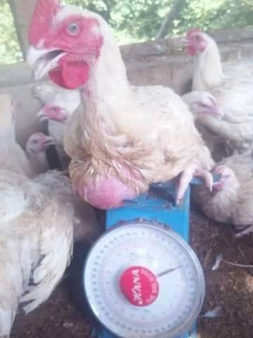 Get more information and enquiries about the ebooks/100% certified training on Animal  husbandry and Poultry Feed Production

#poultryfarmer #AgricultureJobs  #agricultureworldwide  #AgricultureInNigeria #broilerfarmer #farmersinnigeria #farmavesti #poultryfarmer #poultryfarm