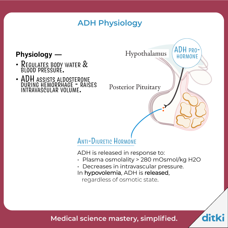 What disorders do we see when ADH is too high or too low?

Find out here: l8r.it/5qwT

#ditki #usmle #meded #medschool #medicalschooltutorials
#nursing #pance #physicianassistant #osteopath #allopath #medicine #science #healthscience #nurse #premed #mcat #mbbs