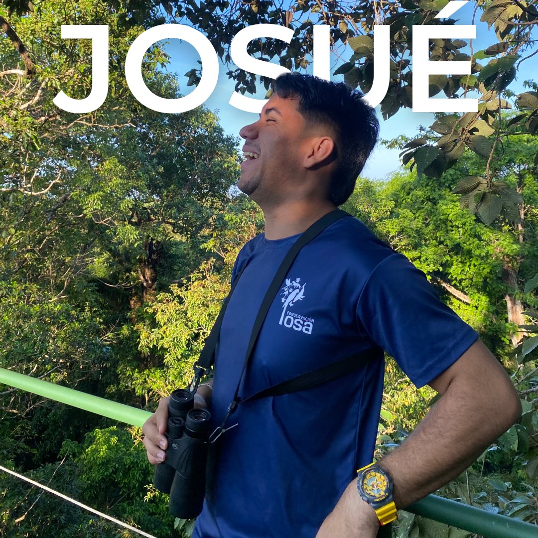 osaconservation's tweet image. One of our goals is to support an ever-evolving team of interns as they develop their scientific expertise. Our team helps strengthen the knowledge of wildlife monitoring through #conservationtech. Meet Josue, our #bioacoustics monitoring intern: 🦜Josue: (@justoojj)